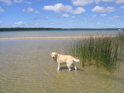 Lake Dog